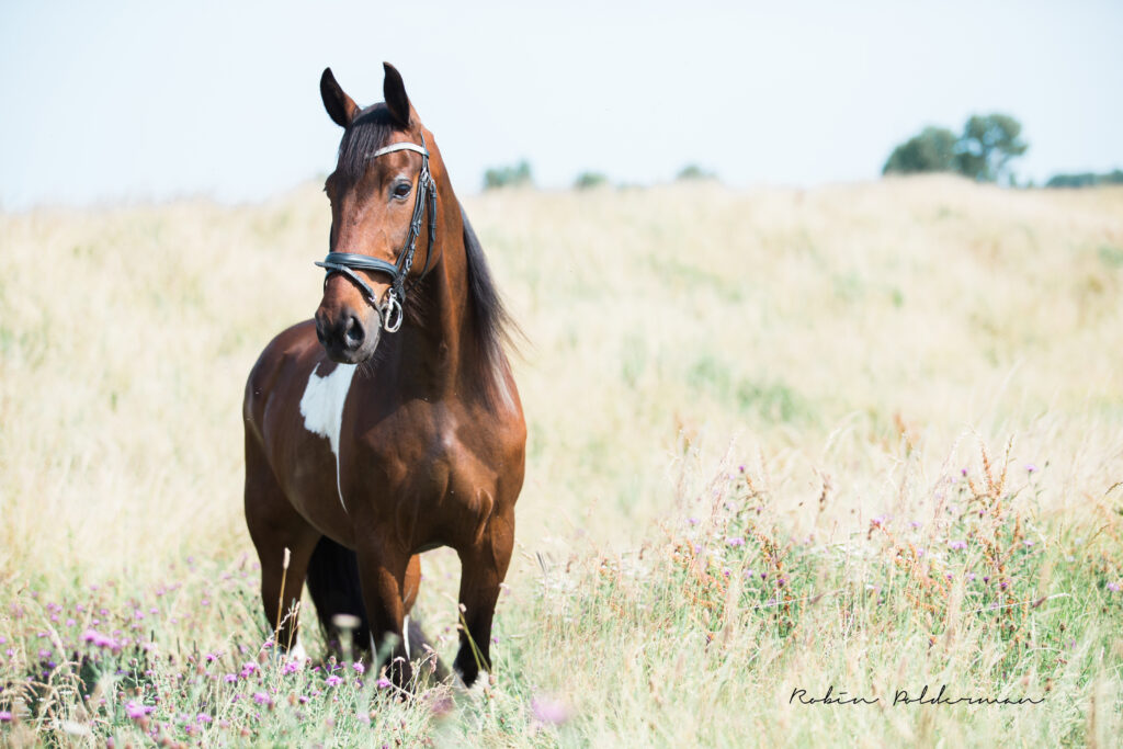 dierenfotografie noord-holland