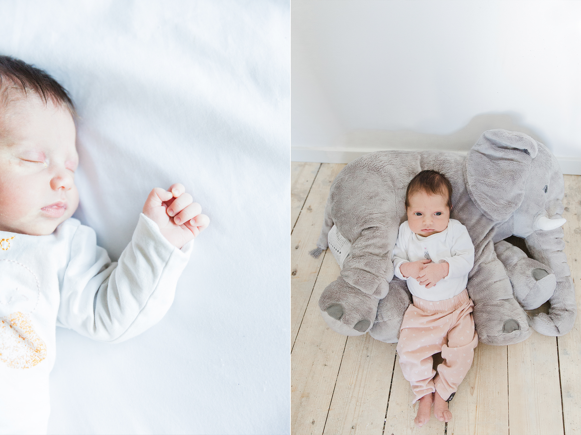 newbornshoot noord-holland